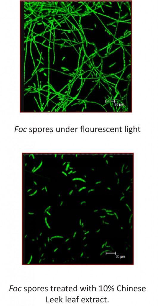 Foc under fluorescent light