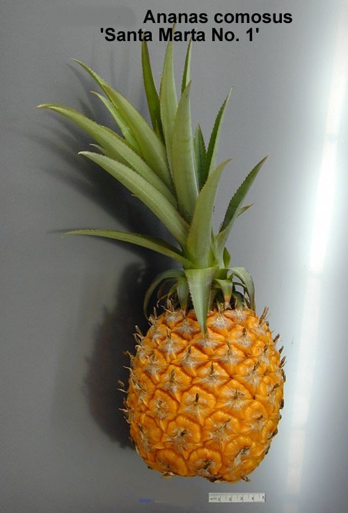 PINEAPPLE – Common Varieties – TFNet – International Tropical