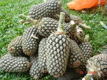 PINEAPPLE – Common Varieties – TFNet – International Tropical