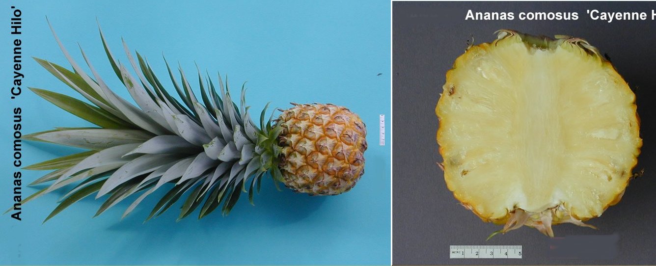 Types of Pineapple, Pineapple Facts