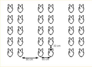 The Ideal Soil Type Required for Pineapple Farming