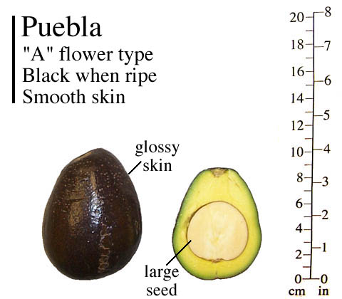 Avocado a pear-shaped fruit with a rough leathery skin, smooth