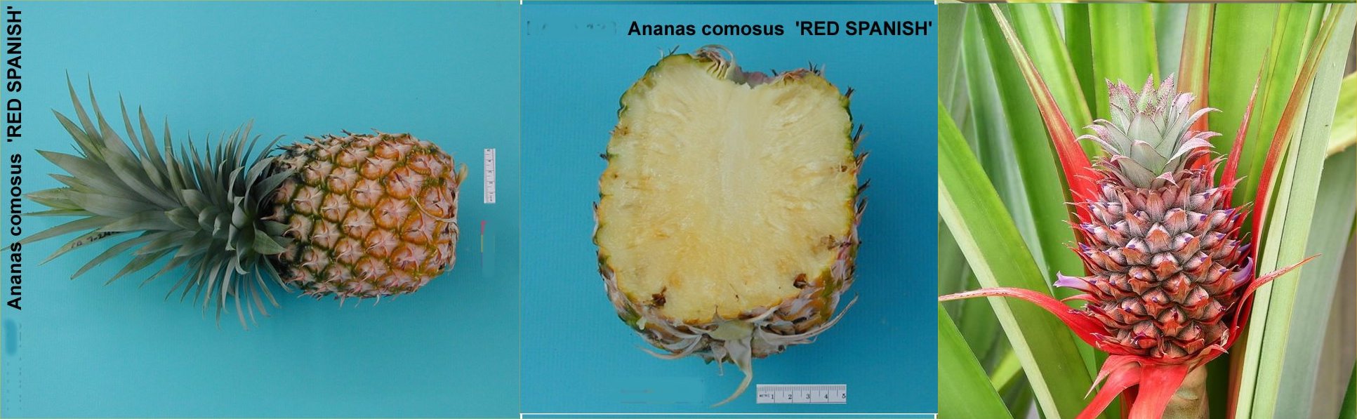 PINEAPPLE – Common Varieties – TFNet – International Tropical