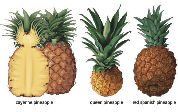 PINEAPPLE – Common Varieties – TFNet – International Tropical