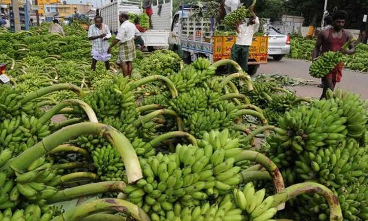 యూరప్‌కు ఏపీ అరటి ఎగుమతి