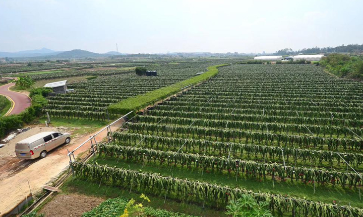 CHINA: Tropical dragon fruit comes to Gansu – TFNet 