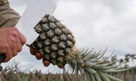 Pineapple Field Rotten AUSTRALIA: Queensland pineapples rotting in field as consumers urged to ...