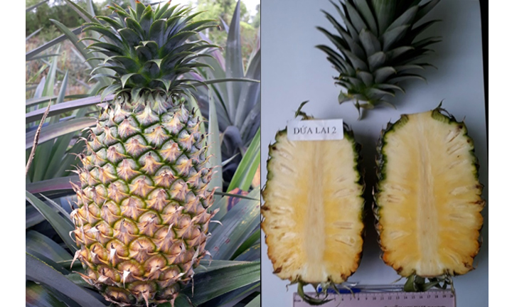 LD13 pineapple variety developed by SOFRI